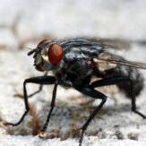 plaga de moscas pamplona