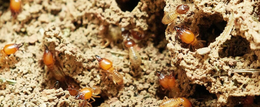 detección termitas Pamplona Navarra