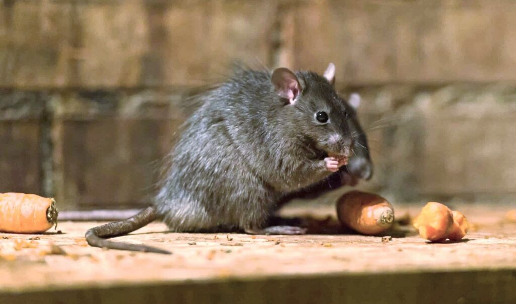 eliminar ratas Pamplona Navarra