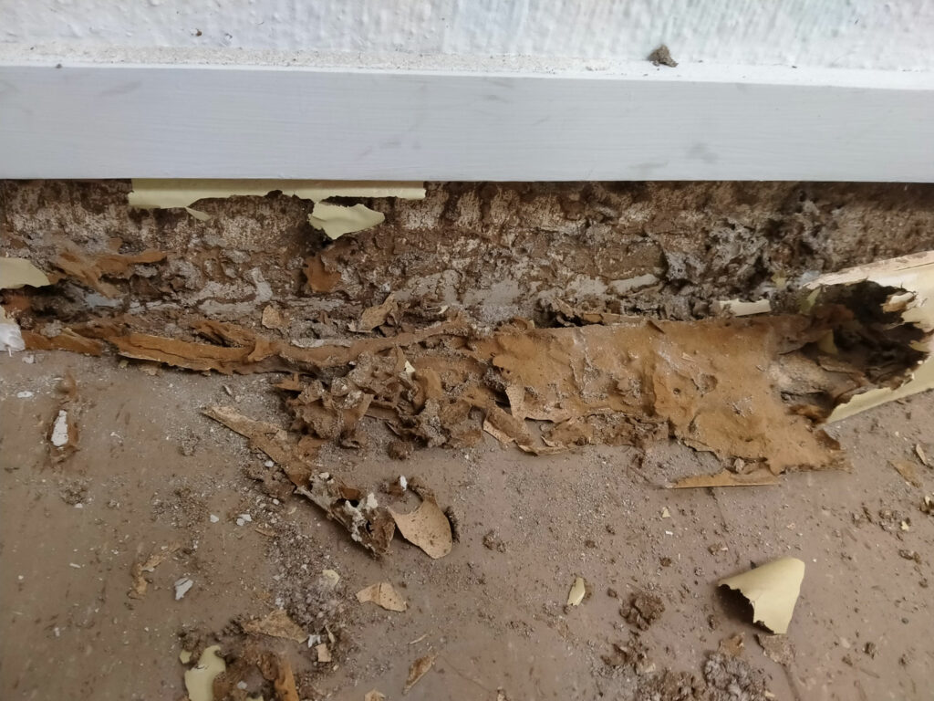 prevenir termitas muebles Pamplona