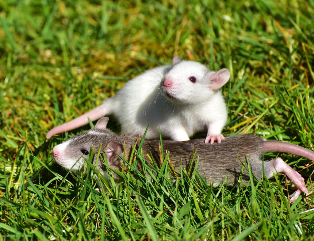 Cómo prevenir la aparición de roedores