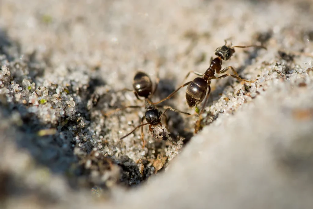 prevenir aparicion de hormigas