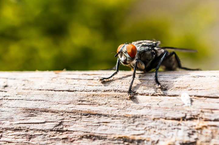 ¿Qué peligros traen las moscas?
