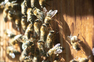 Prevenir la presencia de abejas y avispas